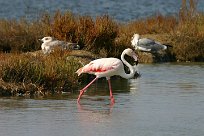 flamand_rose_08-2