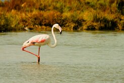 flamand_rose_09 null