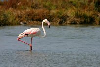 flamand_rose_09-2