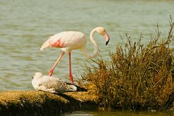 flamand_rose_10 null