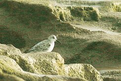 becasseau_sanderling_04 null