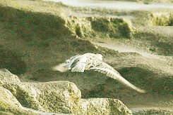 becasseau_sanderling_05 null