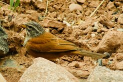 bruant_striole_sahari_05 null