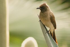 bulbul_des_jardins_02 null