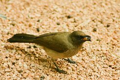 bulbul_des_jardins_05 null