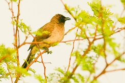 bulbul_des_jardins_13 null