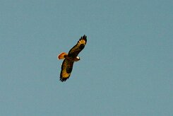 buse_feroce_02 null