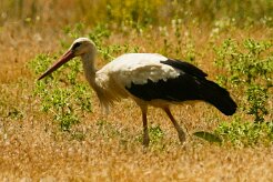 cigogne_blanche_24 null