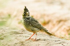 cochevis_huppe_04 null