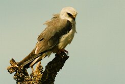 elanion_blanc_07 null