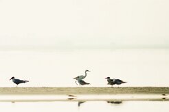 aigrette__sterne_01-2 null