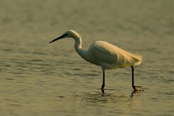 aigrette_garzette_12-2 null