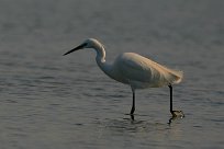 Aigrette garzette Aigrette garzette