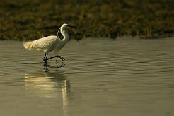 aigrette_garzette_13-2 null