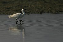 Aigrette garzette Aigrette garzette