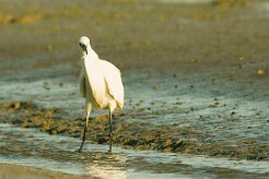 aigrette_garzette_14 null