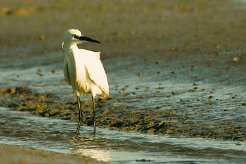 aigrette_garzette_15 null