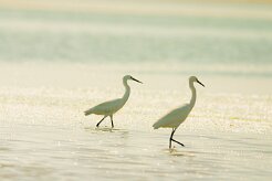 aigrette_garzette_17 null