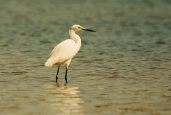 aigrette_garzette_18 null