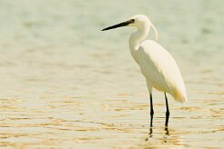 aigrette_garzette_19 null