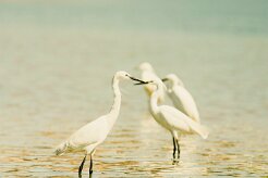 aigrette_garzette_20 null