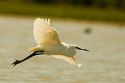 aigrette_garzette_23 null