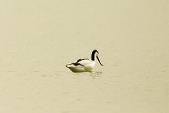 avocette_elegante_03 null