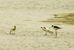 avocette_elegante_echasse_blanche null