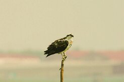 balbuzard_pecheur_03 null