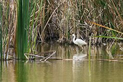 aigrette_garzette_08 null