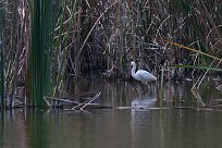 Aigrette garzette Aigrette garzette