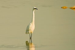 aigrette_garzette_09 null