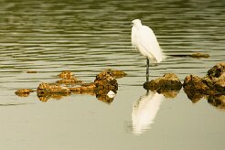 aigrette_garzette_10 null