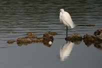 Aigrette garzette Aigrette garzette