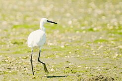 aigrette_garzette_24 null