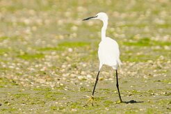 aigrette_garzette_25 null