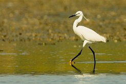 aigrette_garzette_26 null