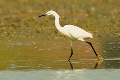 aigrette_garzette_27 null