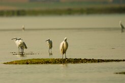 aigrette_garzette_28 null
