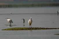 Aigrette garzette Aigrette garzette