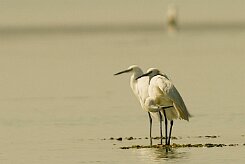 aigrette_garzette_29 null