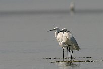 Aigrette garzette Aigrette garzette