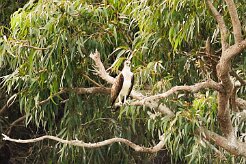 balbuzard_pecheur_16 null