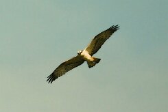 balbuzard_pecheur_25 null