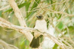bulbul_des_jardins_09 null