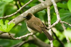 bulbul_des_jardins_11 null