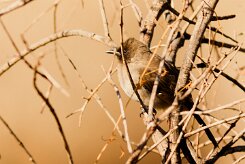 bulbul_des_jardins_14 null