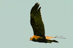 aigle_botte_01 null