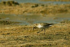 becasseau_non_identifie_01 null