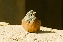bruant_striole_sahari_01 null